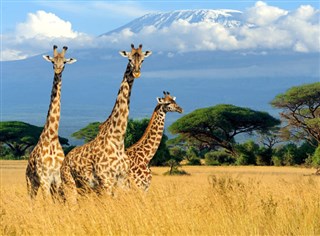 Kenya: A classic Safari